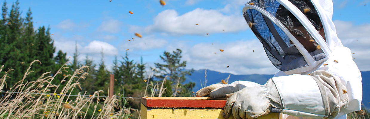 Beekeeper and bees; image used for HSBC New Zealand Interest Rate page